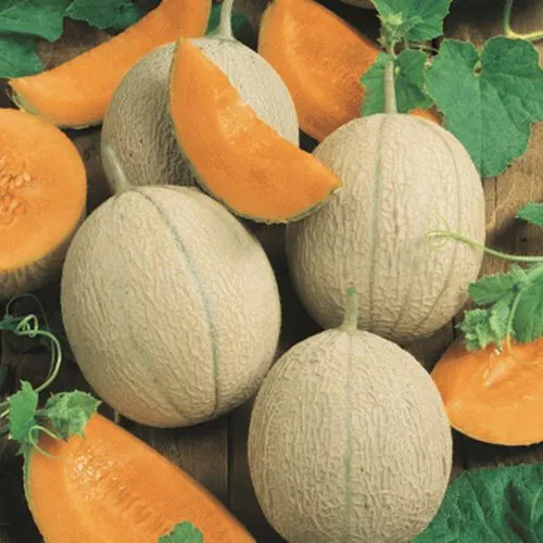 50 Seeds Hearts Of Gold Melon Quick Bloom Heirloom Seeds Enhance Your Space - £7.71 GBP