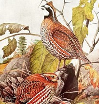 Bob White 1936 Bird Lithograph Color Plate Art Print Nature DWU12D - $24.99