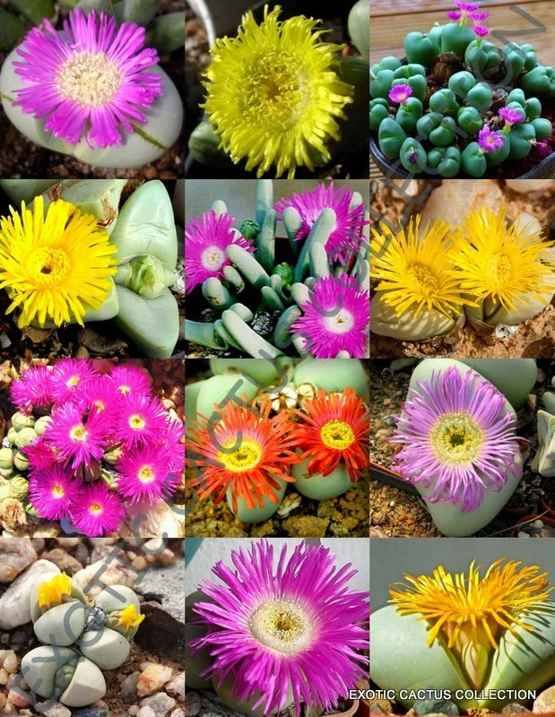 FLOWERING ARGYRODERMA MIX | succulent cactus living stones rocks seed20 ... - $16.44