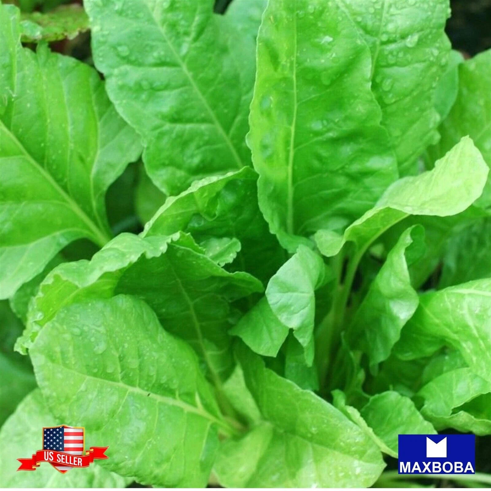 250+ Spinach Seeds Early Hybrid  N-7 Non-GMO Vegetable BOGO 50% OFF - $8.67