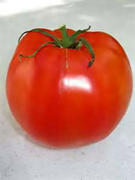 USA Seller FreshLincoln Adams Tomato Seeds 20 Seeds Great For Canning - $12.98