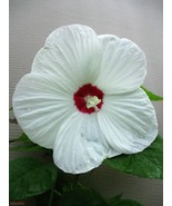 Hibiscus &#39;Luna White&#39; Starter Live Plant, massive, snow-white blooms - €22,49 EUR