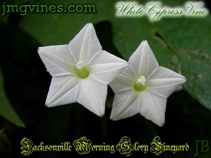 White Cypress Vine Ipomoea Quamoclit 10 Qty - $8.96