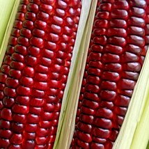 50 Seeds Jimmy Red Corn SH112125C - $19.98