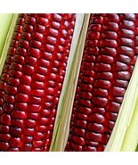 50 Seeds Jimmy Red Corn SH112125C - £15.72 GBP