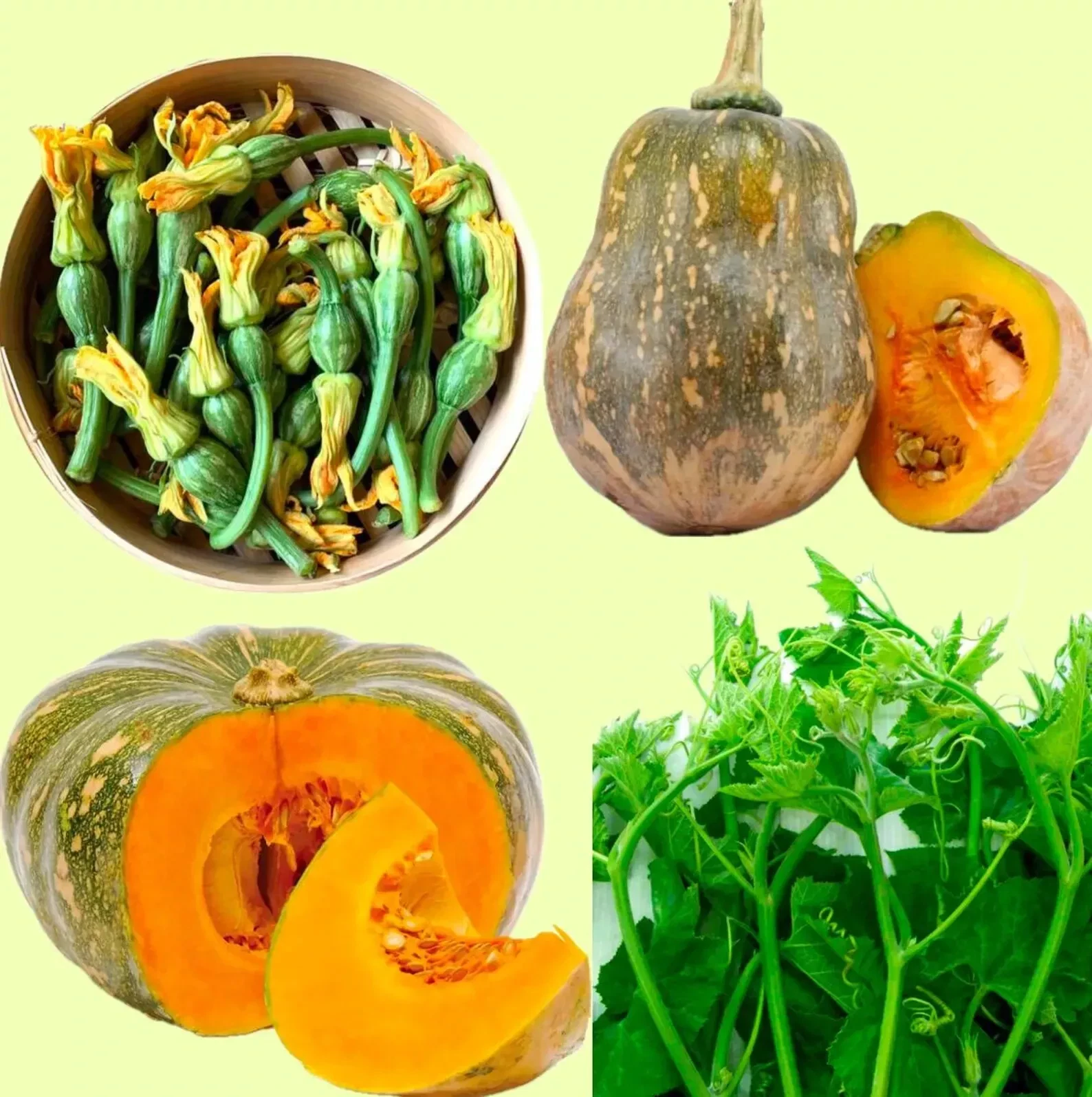 PUMPKIN SEEDS Flowers/Katora/Round/Super Squash Buds-B ?? N?/??u/Trn/Siu... - €5,64 EUR