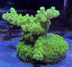 Bali Green Slimer Acropora  - £43.06 GBP