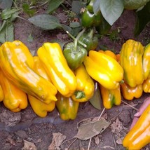 Yellow Monster Sweet Pepper Seeds - 5 Pack, Vibrant Home-Garden Vegetables, Grow - $7.00