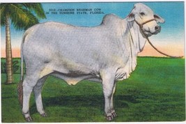 Postcard Champion Brahman Cow Lady Resoto Manso Sunshine State Florida - £3.05 GBP