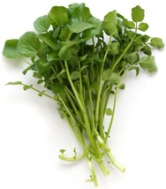 Cress Upland 100 Seeds Peppery Flavor New Fresh Seeds - £14.34 GBP