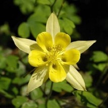 50 Yellow Columbine Seeds Flower Perennial Flowers Seed Bloom US Fast Sh... - $171.50 MXN