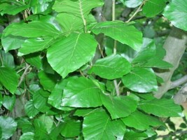 THJAR 15 Columnar European Beech Seeds - Fagus Sylvatica &#39;Fastigiata &#39; - $225.25 MXN