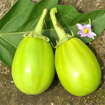 300 Seeds Xi An Green Allure: Unveiling The Green Eggplant International Shippin - £7.90 GBP