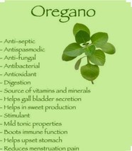 300 Italian Oregano Seeds Non Gmo Open Pollinated Organic - $6.00