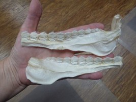 (SJ20-1) 6-1/4&quot; BRAMBLE SHARK Jaw Great Rare Jaws teaching specimens White - £49.28 GBP