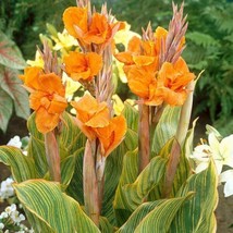 Canna Lily Tall Pretoria Orange Flower Variegated Leaf 1 Bulb Garden Fresh USA S - £15.90 GBP