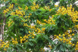 10 Pc Seeds Yellow Poinciana Plant, Peltophorum pterocarpum Seeds for Pl... - £15.10 GBP