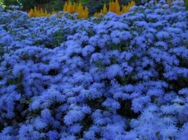 Ageratum, Heirloom Blue Mink Cloud Floss Flower, Deer Resist 50 Seeds - £5.28 GBP