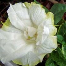 USA Seller Double White With Yellow Edge Datura Seeds Fast Shipping - $17.98