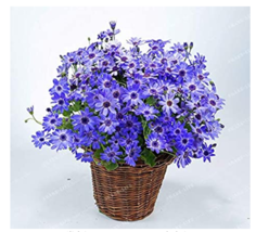 100PCS Florists Cineraria 9 Kind Different Flowers Pericallis hybrida an... - £7.80 GBP