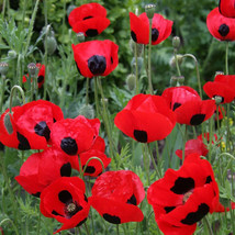 TB Poppy Lady Bird Crimson Red Black Lady Bug Poppies Butterflies Non-Gm... - £4.77 GBP