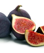 New Black Mission Fig Tree Ficus Carica Fig Tree Plant Mission Fig Tree ... - $37.97