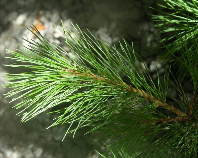 Primary image for Pinus Monticola (California White Pine) 7 seeds