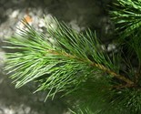 California white pine pinus monticola 3 640x512 thumb155 crop