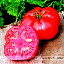 100 Seeds Russia Pink Giant Tomato Juicy Ultra-Sweet Fruit Gardening - $8.22