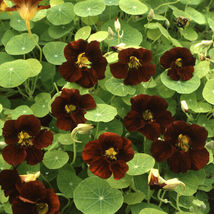 10 - 100 Seeds  Flower Black Velvet Nasturtium Non Gmo - £7.76 GBP