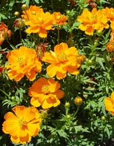 35 Cosmos Cosmic Orange Seeds Flower Drought Tolerant - $17.96