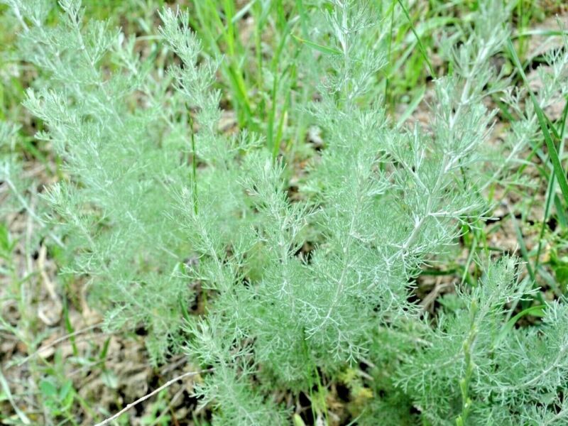 Best 1000 Wormwood Seeds Pest Mosquito Deer Repellent Herb Medicinal Per... - $8.42