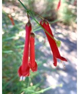 Firecracker Plant, Fountain Plant, Russelia Equisetiformis -200 Seeds Ne... - $14.08