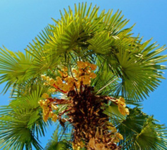 6-12&quot; Tall Live Plants 25 Windmill Palm Tree Seedlings Trachycarpus fortunei - £67.16 GBP