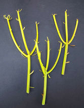 100 EUPHORBIA TIRUCALLI pencil cactus plant fire on stick rosea cuttings cutting - $139.98