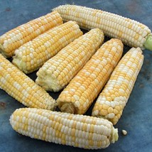 Fast Ship USA Seller Double Standard Sweet Corn Vegetable Seeds Naturally Grown  - $11.84