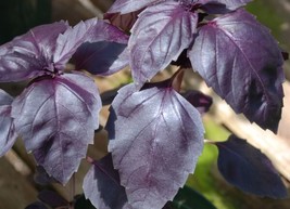 Basil Herb Seeds- Purple Dark Opal- 200 Seeds Seeds Garden Usa Shipping - $10.58