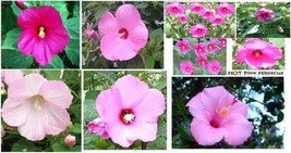 Hibiscus Perennial Hardy Flower All Mixed Colors Over 100 Seeds Grown Fresh Gard - $8.97