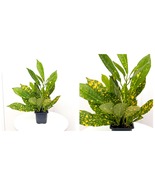 3” pot Gold Dust Croton, Mom gift tropical plant LIVE HOUSEPLANT - £33.81 GBP
