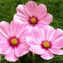 Cosmos Gloria Pink Flower Seeds 100 Ct Cut Flower  - £3.19 GBP