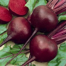 Beets Detroit Red 100 Vegetable Seeds - £6.27 GBP
