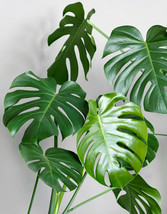 5 Swiss Cheese Plant Monstera Deliciosa Seeds Fresh Seeds USA - £12.28 GBP