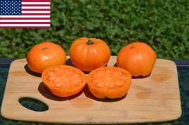 40 Dr Wyche&#39;S Organic Tomato Seeds- Large Yellow Heirloom Variety Garden Usa Shi - £8.04 GBP