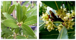 Laurus Nobilis - Bay Leaf Laurel - 10 Tropical Plant Tree Seeds - £19.97 GBP