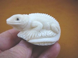 tne-liz-ig-204a) white IGUANA lizard TAGUA NUT Figurine carving Vegetabl... - £20.90 GBP