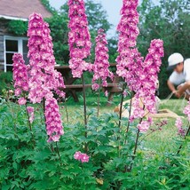 Delphinium Seeds Delphinium Cultorum Astolat Flower 1000 Seeds Fresh Garden USA  - £10.52 GBP