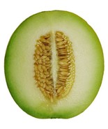 New Fresh 75 Green Flesh Rocky Ford Cantaloupe Muskmelon Cucumis Melo Me... - $15.50