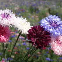 Fresh Bachelor Button Polka Dot Mix Seeds Fast Shipping - $4.22