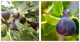 2 Plants Ficus &quot;Black Mission&quot; Fig Tree Plant Hardy Lowest Price Free Shipping - £30.01 GBP