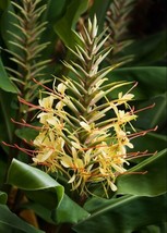 Fresh Hedychium gardnerianum Himalayan &amp; Kahili Ginger Garland Lily 10 Seeds US  - £20.00 GBP